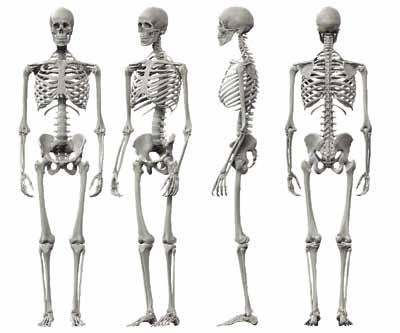 عظام الانسان