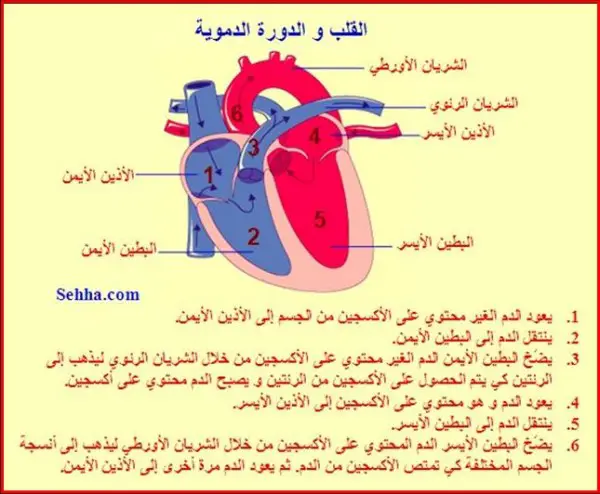 لماذا يوجد حاجز عضلي بين الجانب الأيمن والأيسر من القلب - اسألنا QG - سؤال وجواب
