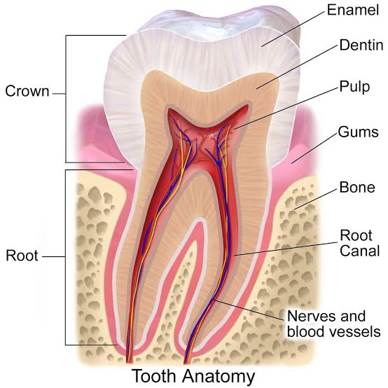 ما هو اسم المادة الصلبة التي تغطي الاسنان وصلة إسألنا