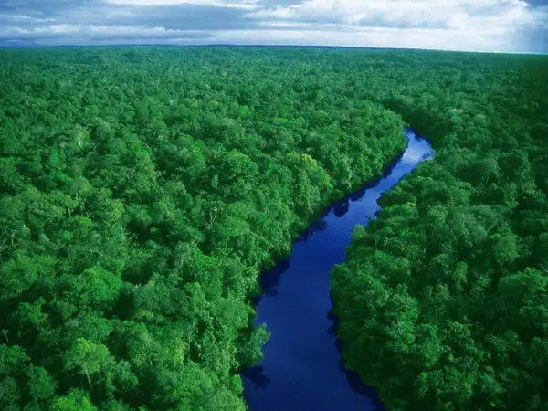 تعد الغابات الاستوائية رئة العالم إسألنا