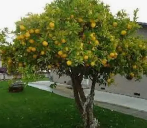كيف تنتج شجرة الليمون إسألنا Qa سؤال وجواب