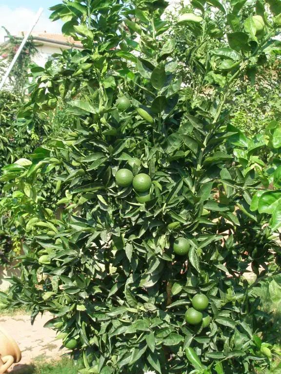 كم تنتج شجرة الطماطم